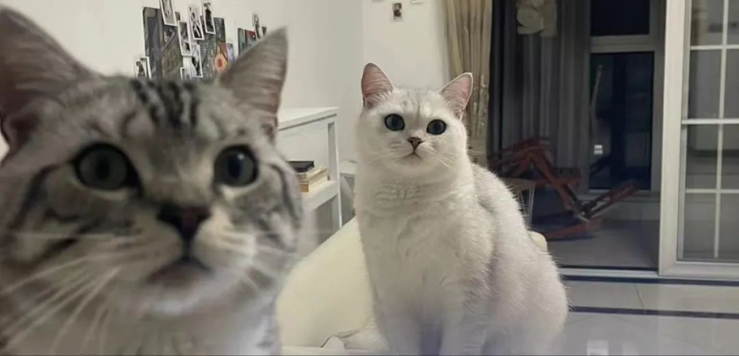 消防犬 电影_消防狗的电影叫什么名字_播放消防犬电影